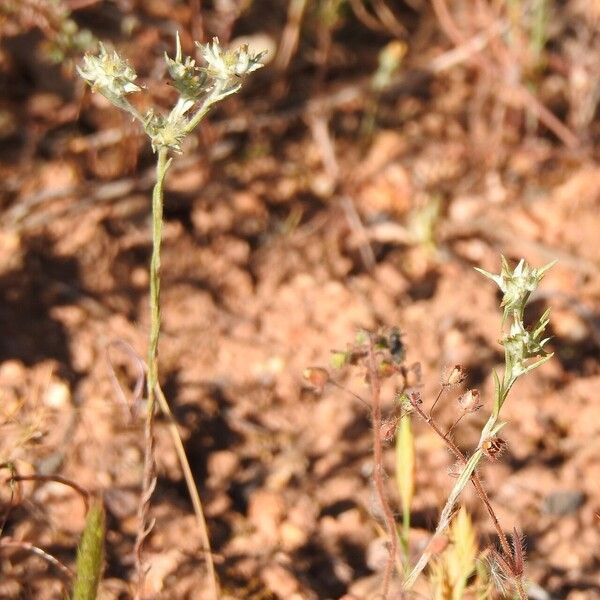 Logfia gallica Flower