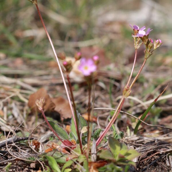 Androsace chaixii आदत