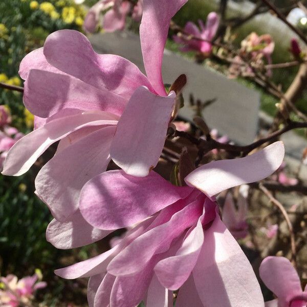 Magnolia × soulangeana Цветок