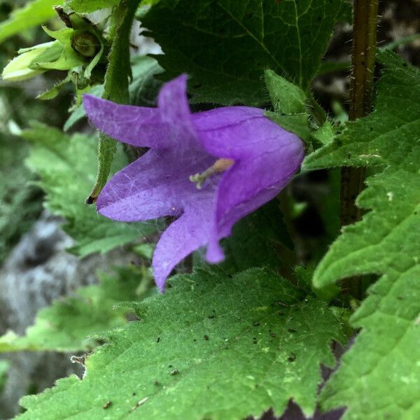 Campanula trachelium ফুল