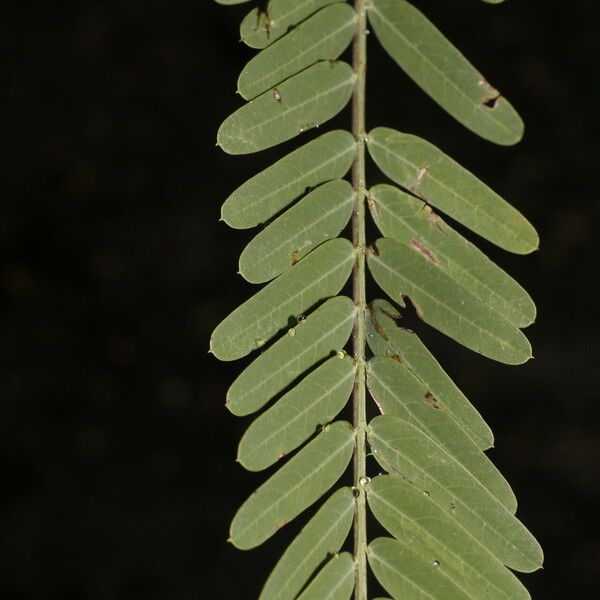 Sesbania herbacea 葉