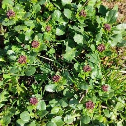 Barbarea vulgaris 花