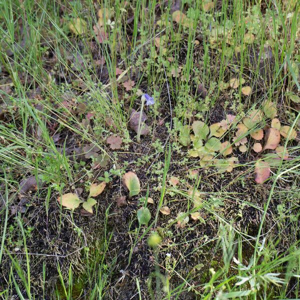 Orobanche uniflora অভ্যাস