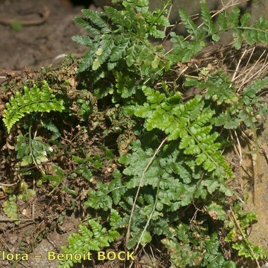 Asplenium obovatum आदत