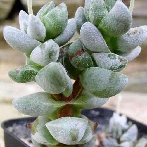 Crassula deceptor Habit