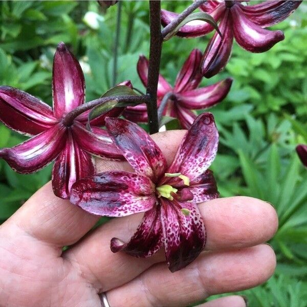 Lilium martagon Цвят