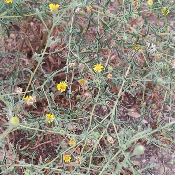 Pulicaria arabica Habit