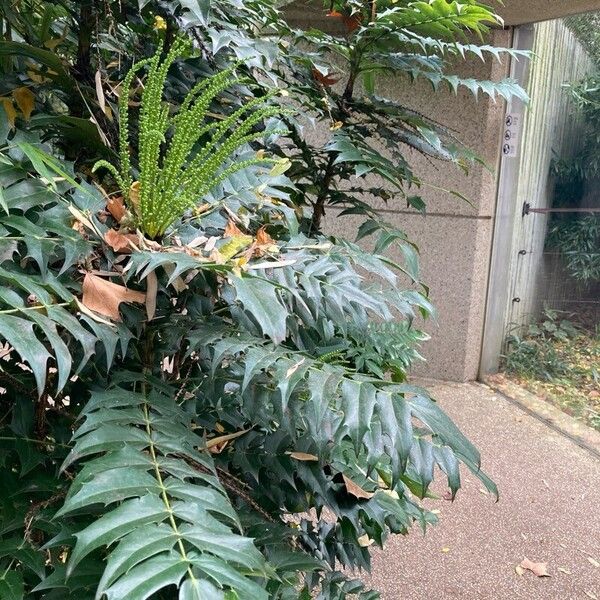 Berberis japonica Habit