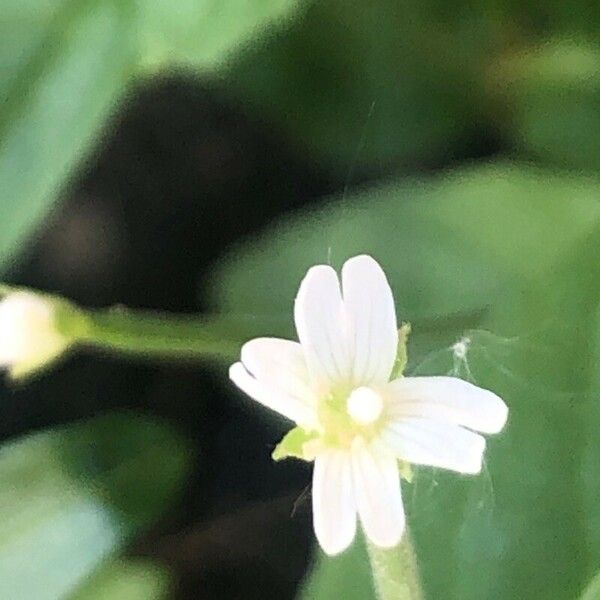 Epilobium ciliatum Kwiat