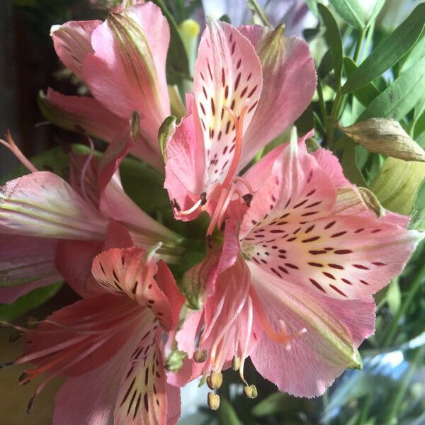 Alstroemeria aurea Flor