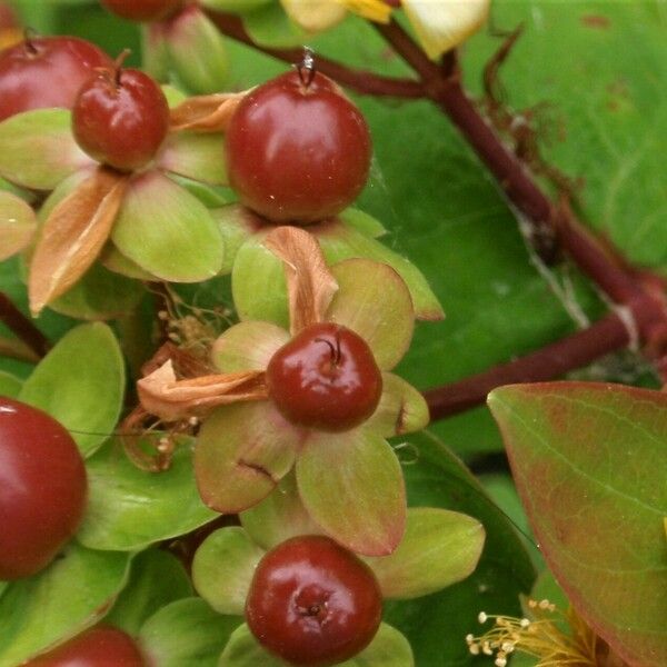 Hypericum androsaemum Vrucht