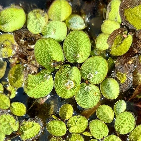 Salvinia minima Frunză