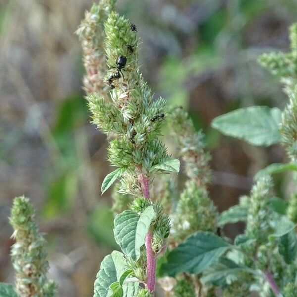 Amaranthus powellii Vrucht