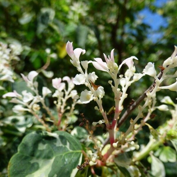 Breynia disticha Flower