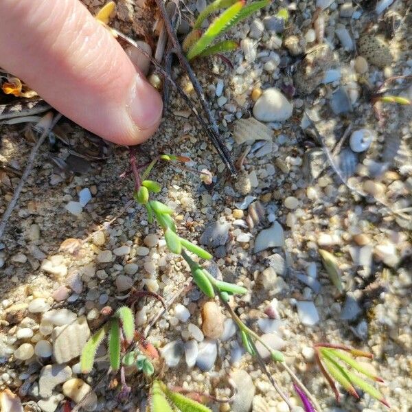 Linaria pedunculata ഇല