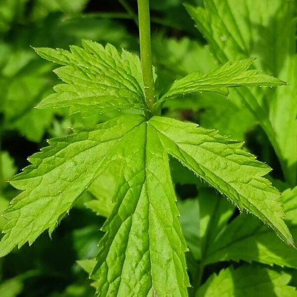 Geum urbanum Leaf