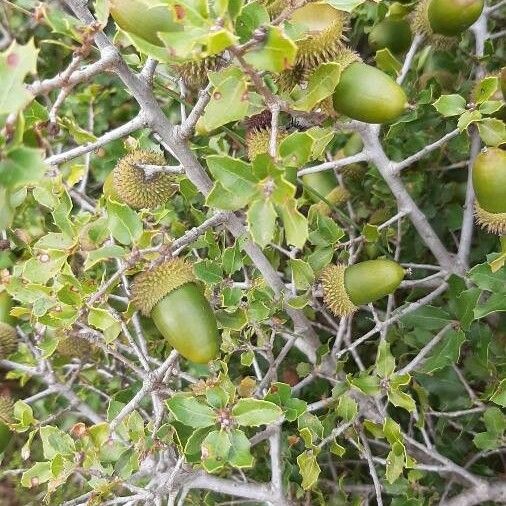 Quercus coccifera Fruit
