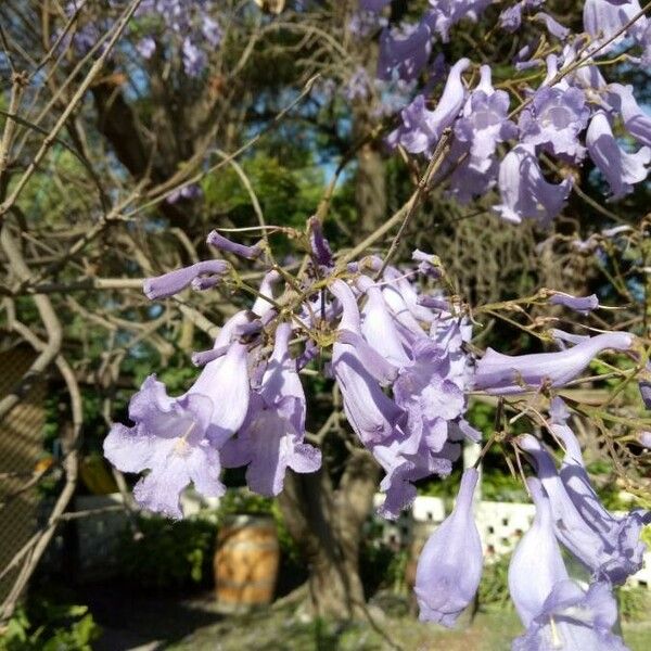 Jacaranda mimosifolia Blomma