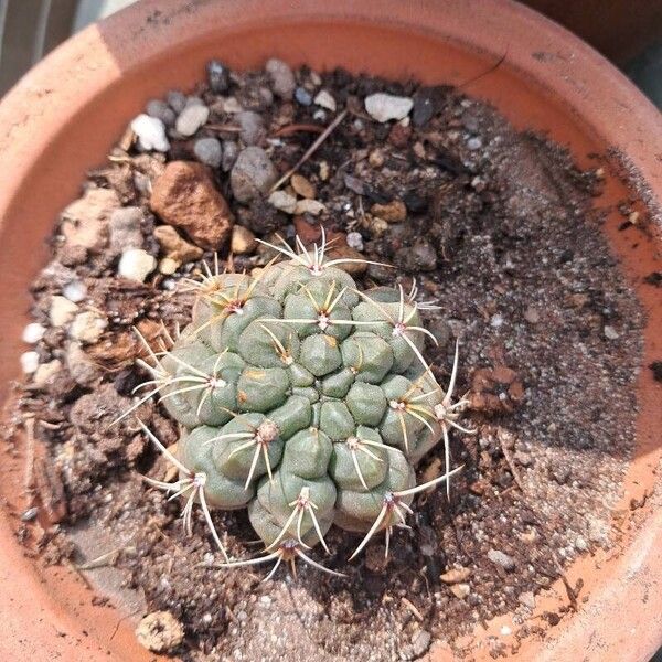 Gymnocalycium baldianum Folha