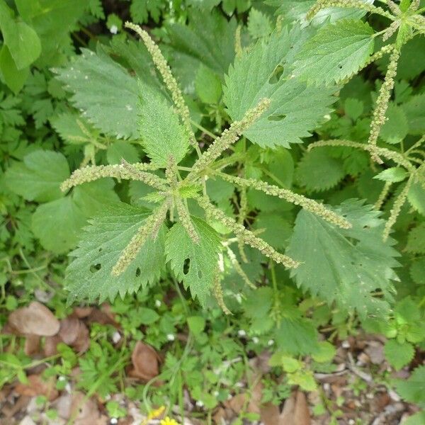 Urtica membranacea Квітка