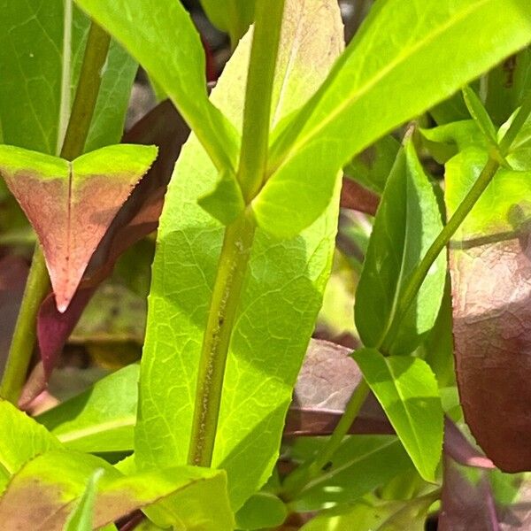 Penstemon digitalis Leaf