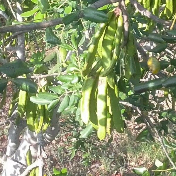 Ceratonia siliqua Fruit