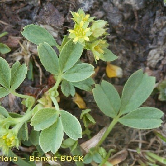 Sibbaldia procumbens Іншае