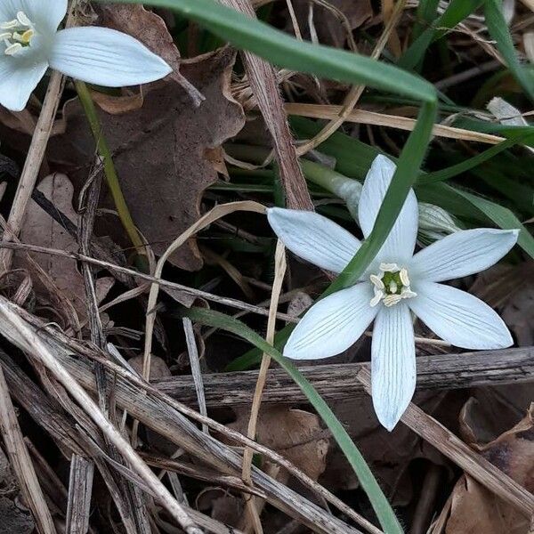 Ornithogalum orthophyllum Çiçek