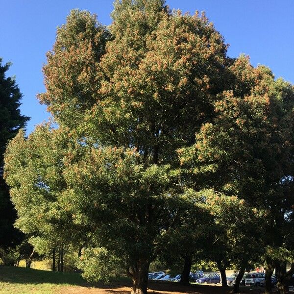 Acacia melanoxylon Plante entière