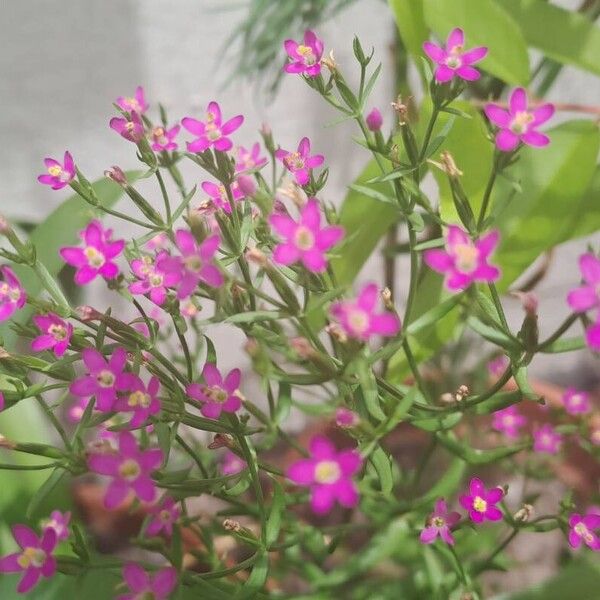 Centaurium pulchellum Kvet