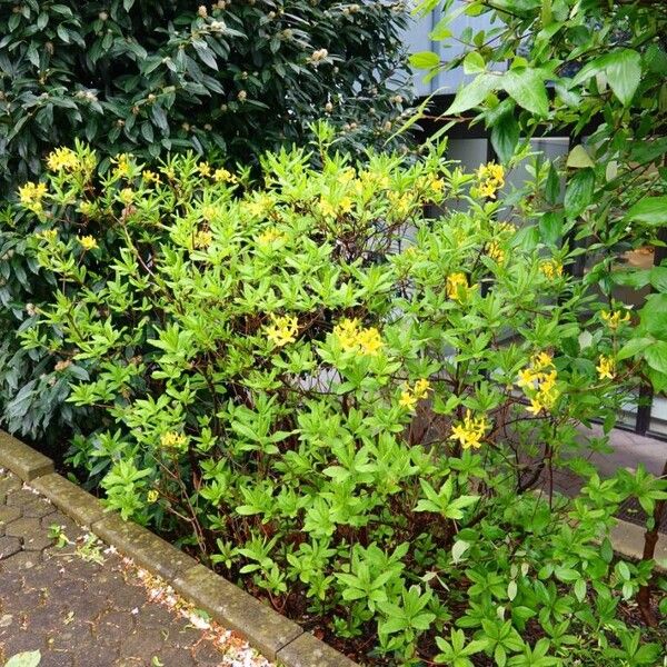 Rhododendron luteum Habitat