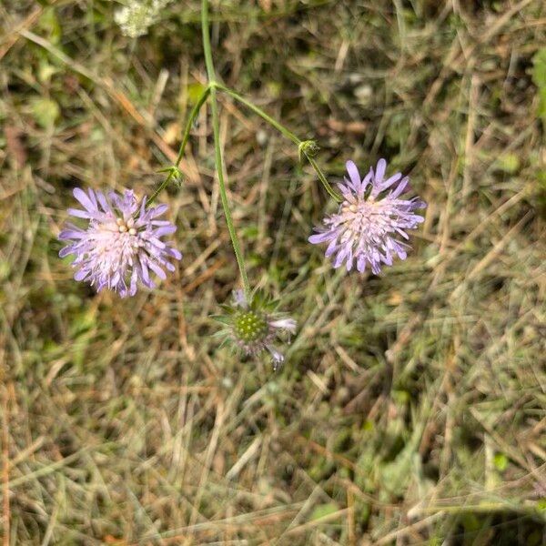 Knautia integrifolia Flower