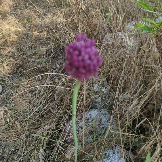 Allium rotundum Flor
