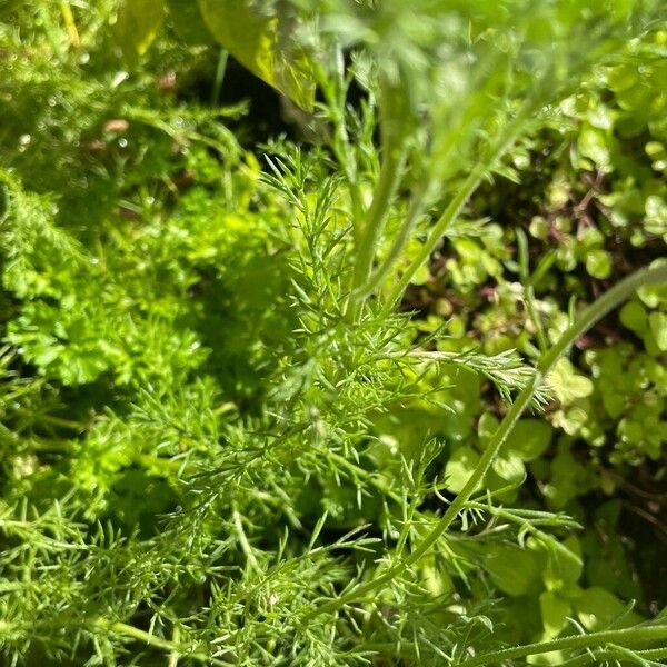 Anthemis arvensis Leaf