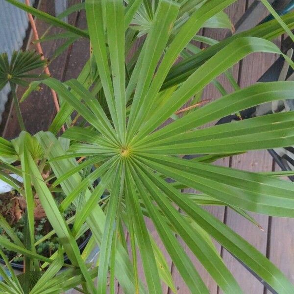 Trachycarpus fortunei ഇല