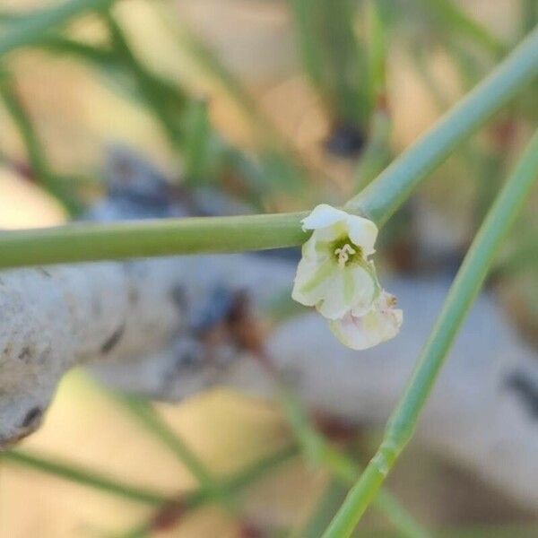 Calligonum polygonoides Flower