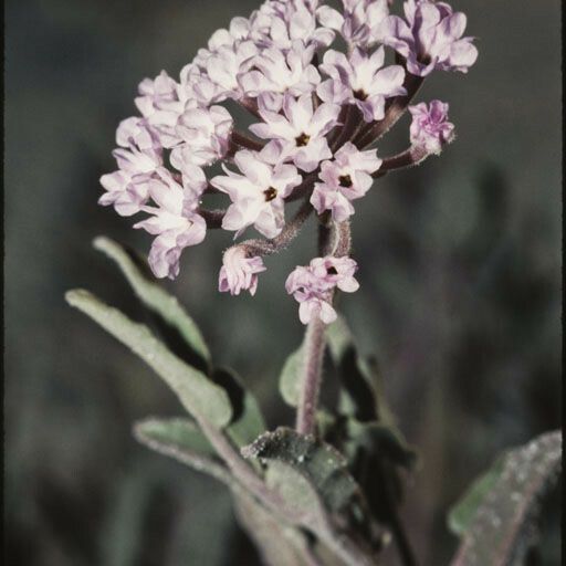 Abronia angustifolia Žiedas