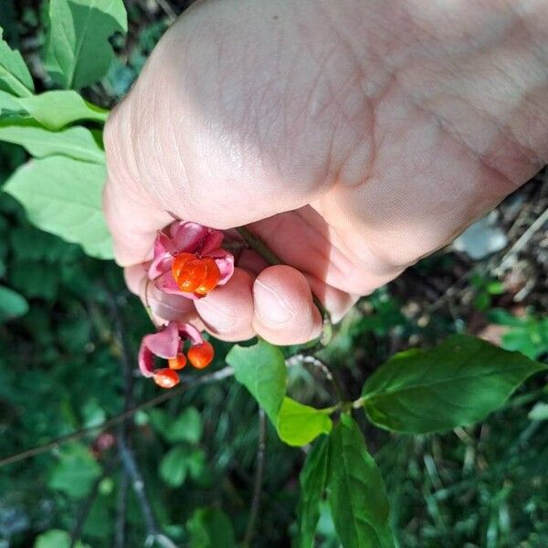 Euonymus latifolius Fruit