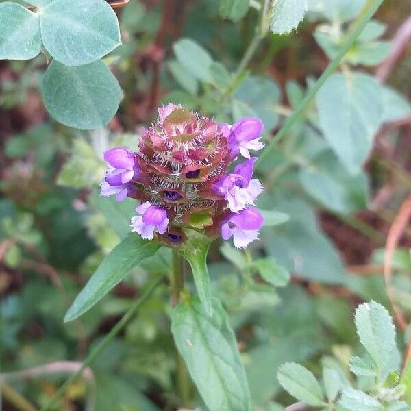 Prunella vulgaris 花