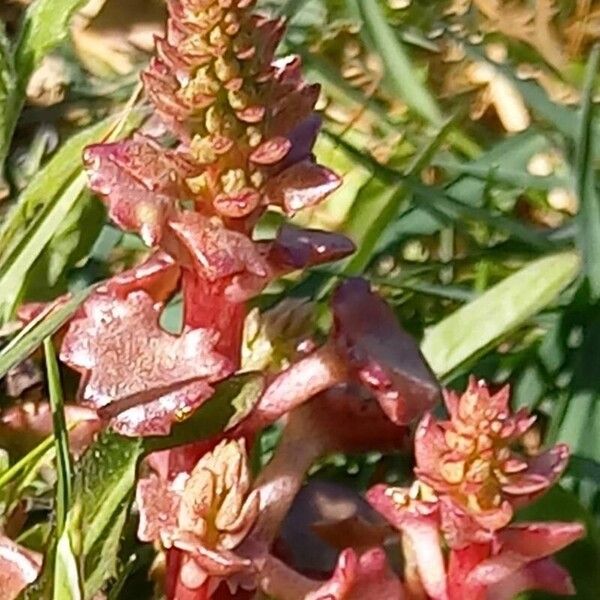 Umbilicus rupestris Λουλούδι
