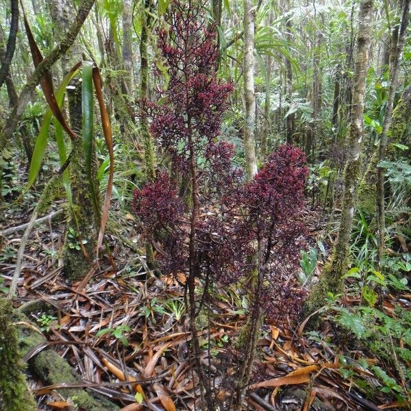 Parasitaxus usta Habit