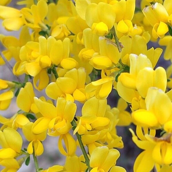 Genista cinerea Flower