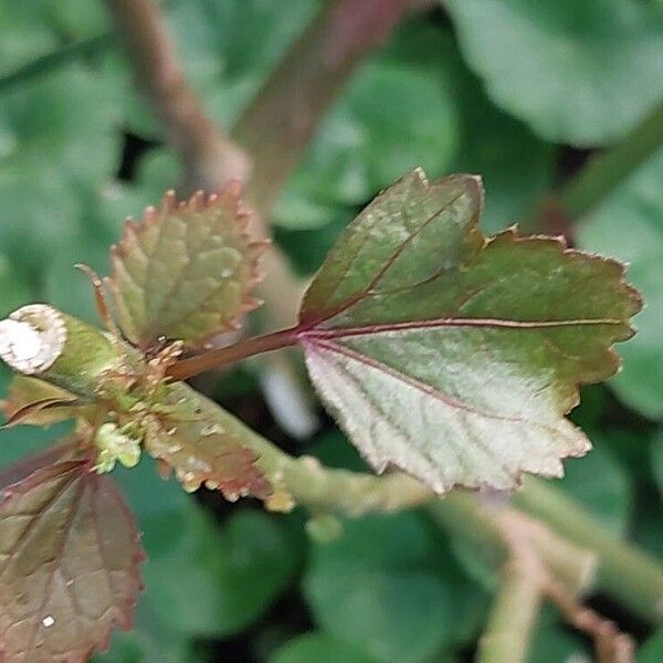 Hibiscus sabdariffa 葉