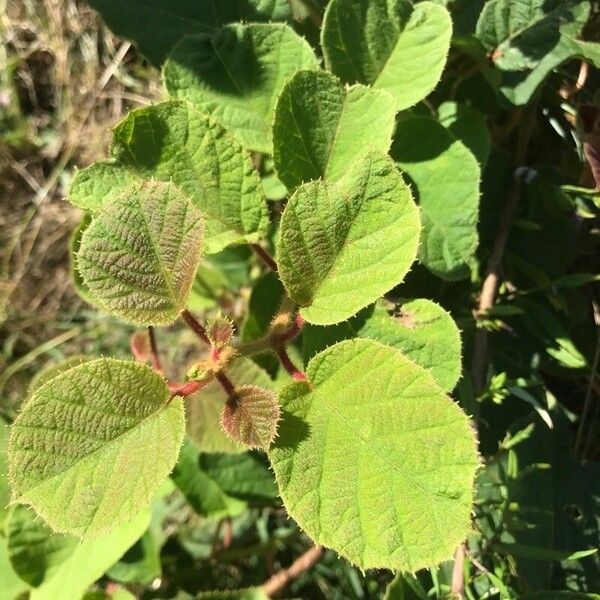 Actinidia chinensis Levél