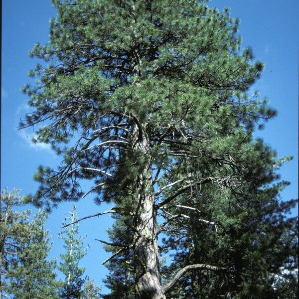 Pinus ponderosa Habitatea