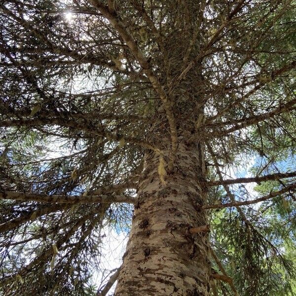 Abies alba Écorce