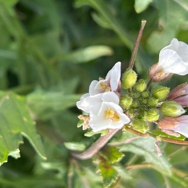 Diplotaxis erucoides Flower