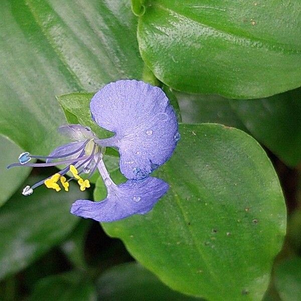 Commelina benghalensis Цвят