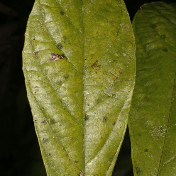 Adenophaedra grandifolia Leaf