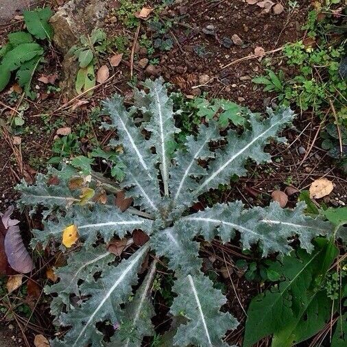 Onopordum acanthium Leaf